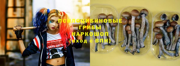стаф Алзамай